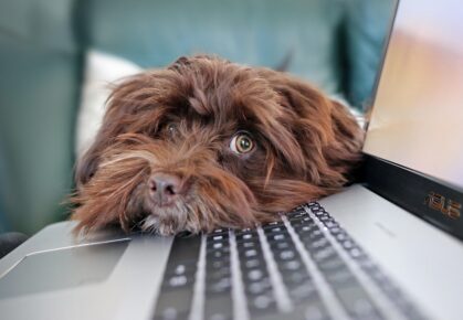 testafbeelding van pixabay